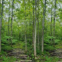 ttPANELJN-CD4080 FOREST